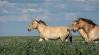 A Hortobágyról a sztyeppére: újra szabadon élnek a Przewalski-vadlovak Kazahsztánban