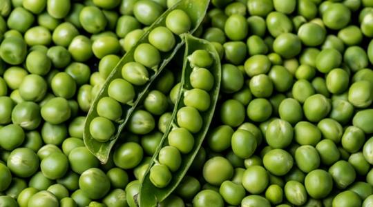 Még mindig nagyok vagyunk a borsókonzerv exportjában Még mindig nagyok vagyunk a borsókonzerv exportjában
