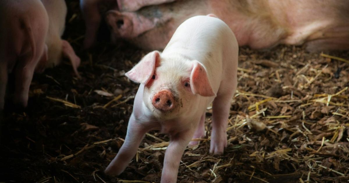 Újabb sertéseket kellett leölni: tovább terjed a járvány Újabb sertéseket kellett leölni: tovább terjed a járvány