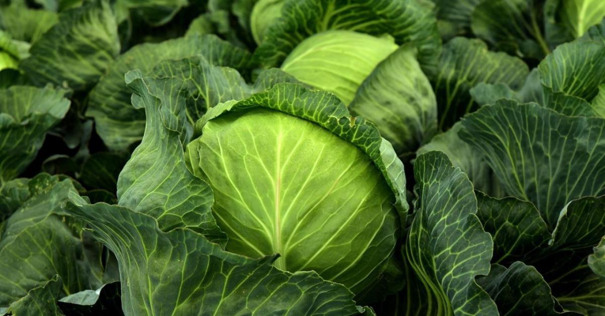 Stabil árak, borús kilátások a káposztapiacon