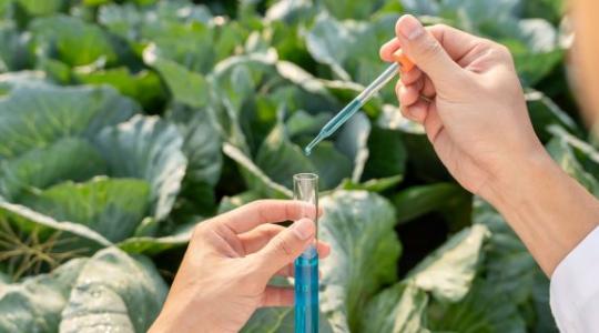 Hamis növényvédő szerrel permeteztél? Súlyos következménye lehet!