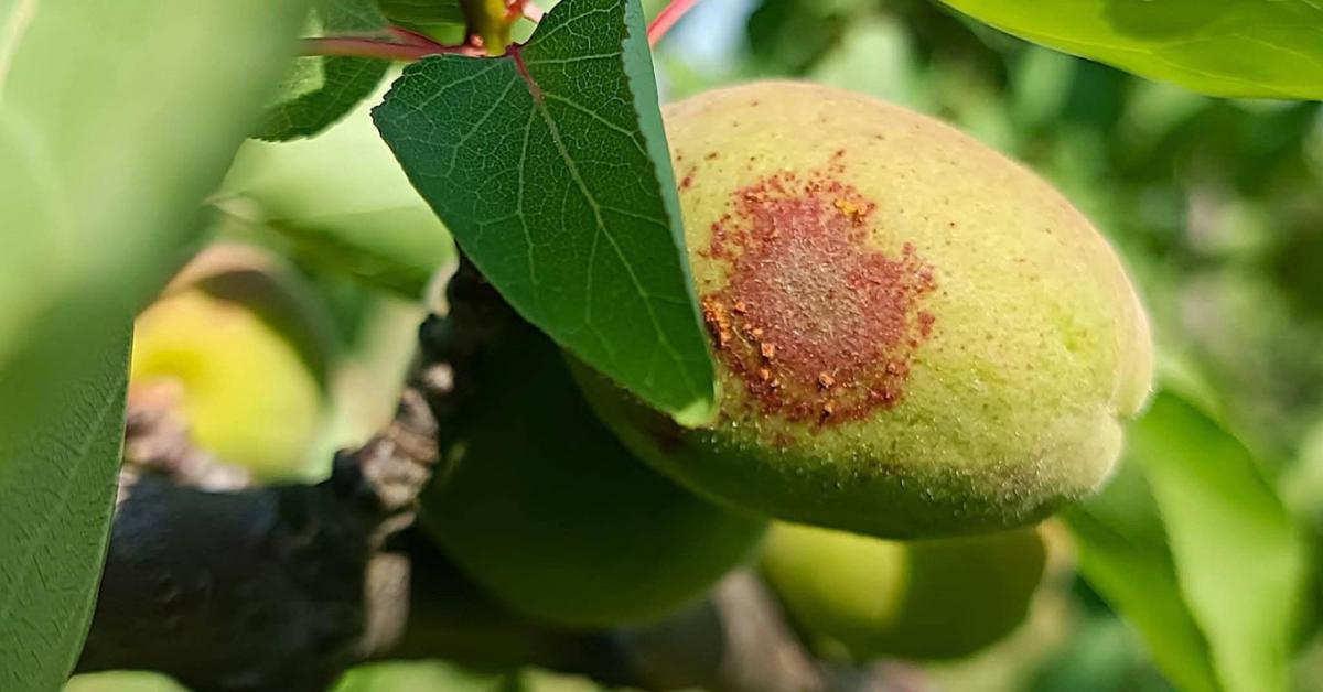 Növényvédelmi előrejelzés: Berobbanhatnak a gombabetegségek – több kultúrában is nő a fertőzési nyomás