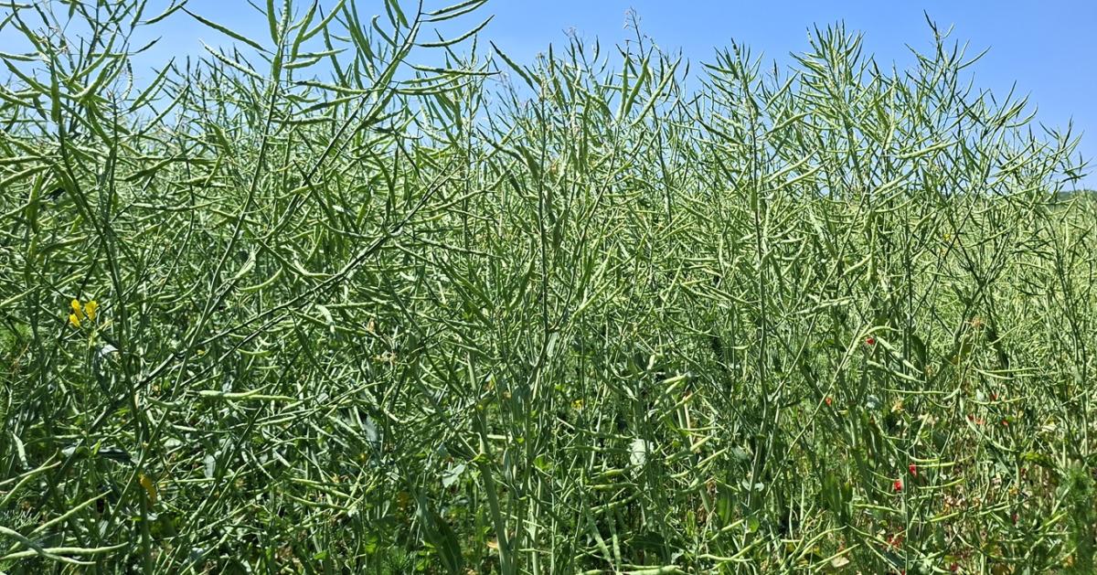 Az írek szerint ezek a legjobb repcék