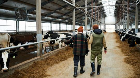 A tejtermelésben és a feldolgozásban is nélkülözhetetlenek a vendégmunkások A tejtermelésben és a feldolgozásban is nélkülözhetetlenek a vendégmunkások
