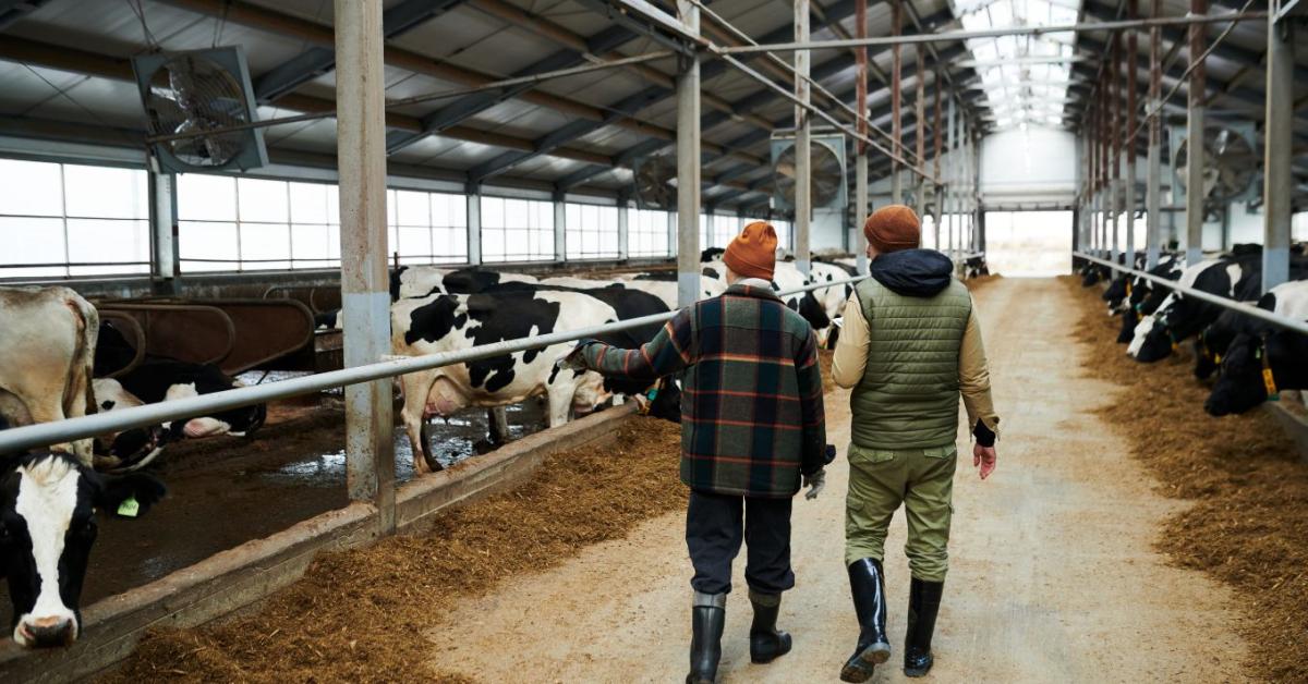 A tejtermelésben és a feldolgozásban is nélkülözhetetlenek a vendégmunkások
