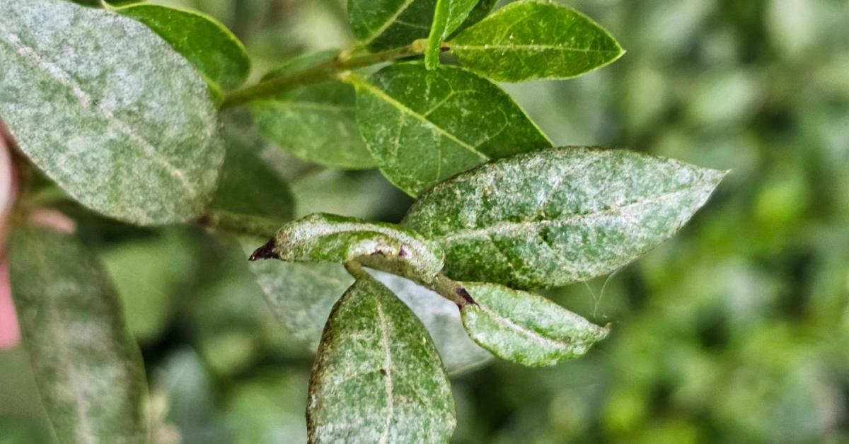 Vihar előtti csend volt a tavasz? Most több növényvédelmi probléma is felütötte a fejét