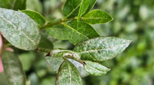 Vihar előtti csend volt a tavasz? Most több növényvédelmi probléma is felütötte a fejét Vihar előtti csend volt a tavasz? Most több növényvédelmi probléma is felütötte a fejét