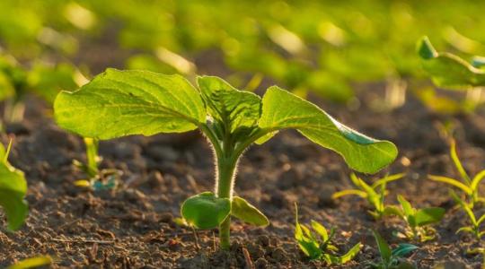 Napraforgó: tavaly kevés volt, most sok lehet?