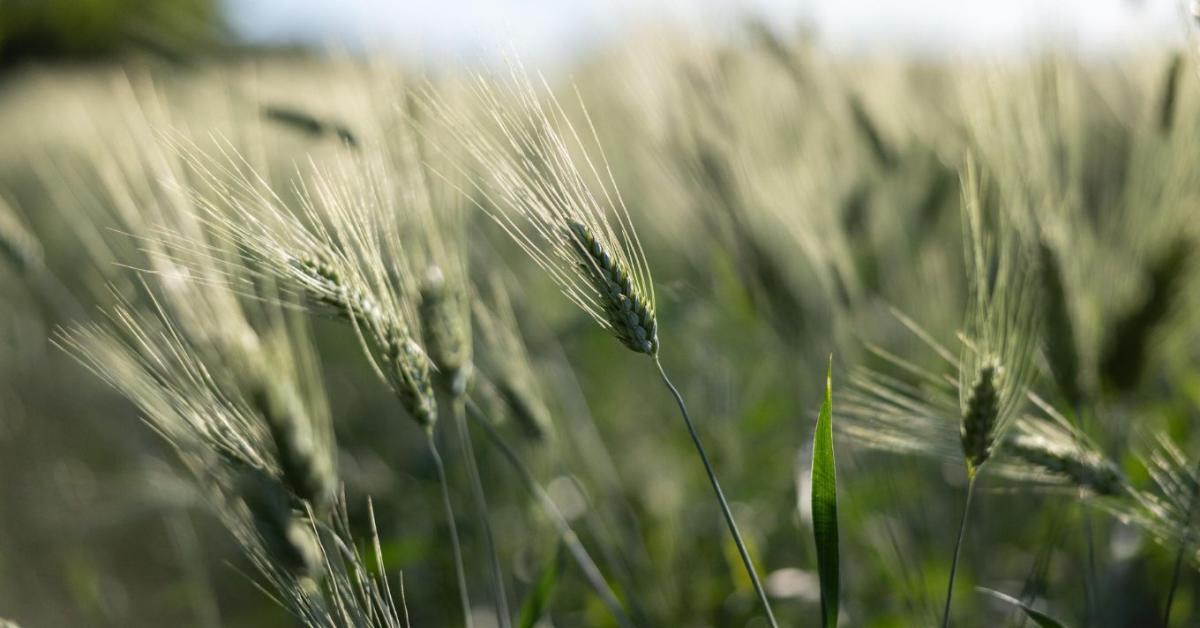 Karbonhitelesítés az agráriumban: Új uniós szabályok 2026-tól