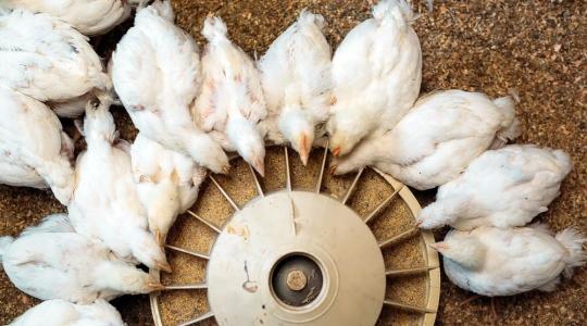 Stagnál az európai takarmányipar – meddig tarthatja lendületben a baromfiágazat? Stagnál az európai takarmányipar – meddig tarthatja lendületben a baromfiágazat?