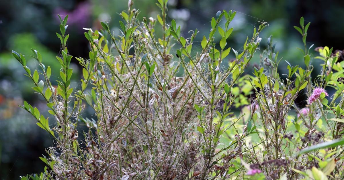 A sövények rettegett pusztítója ellenfelére akadt