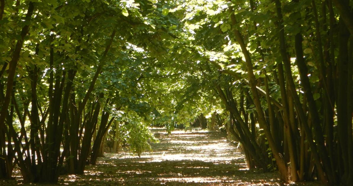Megint elverte a jég a piemonti mogyorót