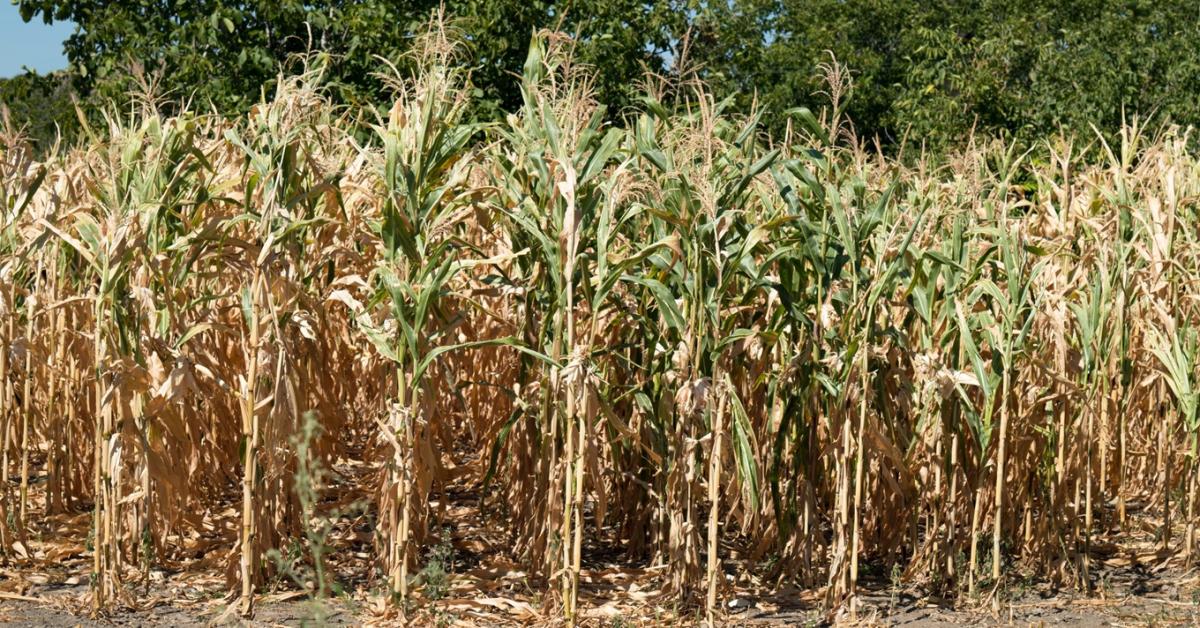 Kegyelemdöfés a kukoricának: szárazság és hőség után csőstül jönnek a bajok
