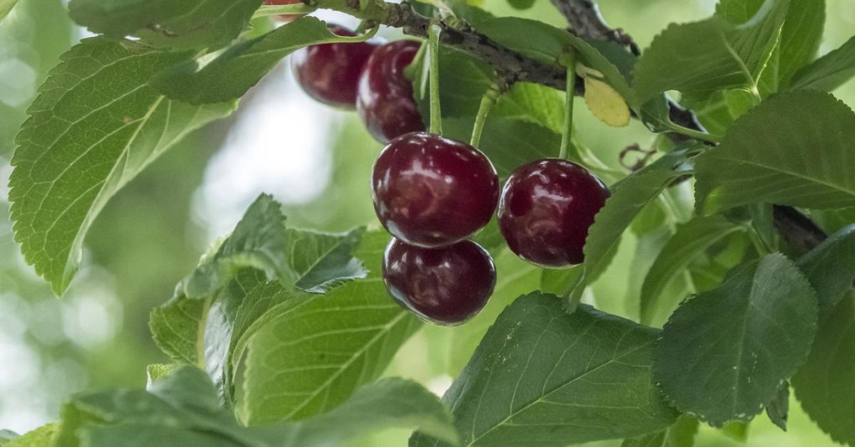 Megkongatták a vészharangot a meggyágazatban – kritikus a helyzet