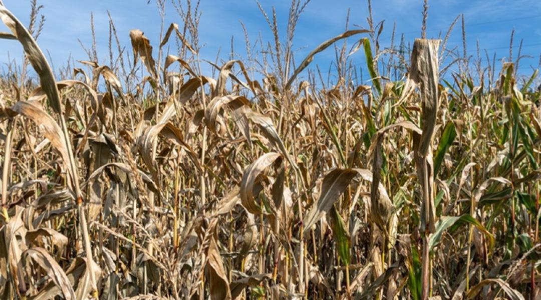 Csendes a piac, de jön a szuper El Niño, és mindent borítani fog