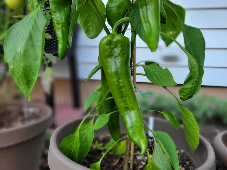 balkonládában növények