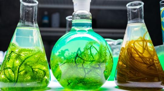 Nagy reményeket fűznek a bioalgákhoz a spanyol citrustermesztők Nagy reményeket fűznek a bioalgákhoz a spanyol citrustermesztők