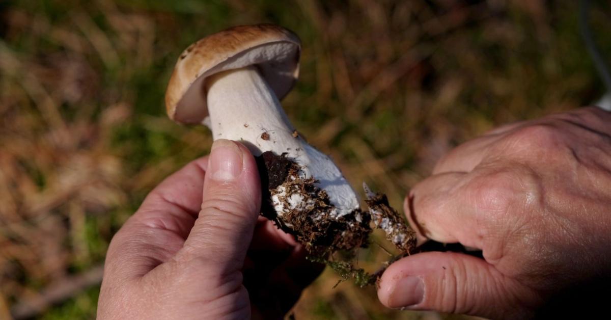 Az esők után életre keltek az erdők: érkeznek a nyár első gombái Az esők után életre keltek az erdők: érkeznek a nyár első gombái
