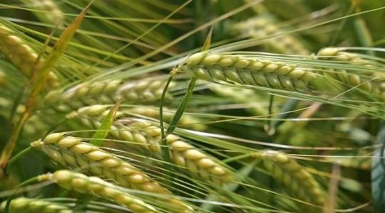 Megoldások a korai takarmányárpától a későn vethető tavaszi genetikákig Megoldások a korai takarmányárpától a későn vethető tavaszi genetikákig