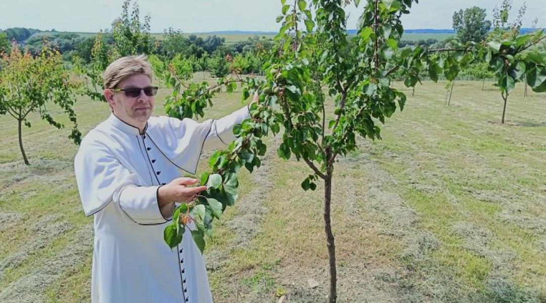 Egy hektárnyi remény: így mentik meg a régi magyar gyümölcsfajtákat