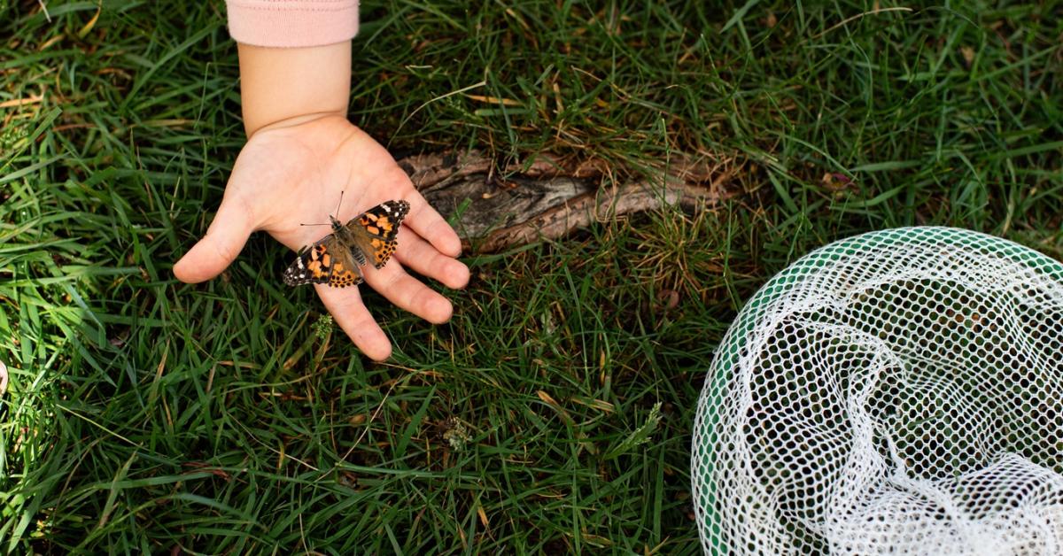 Riasztó jelenség: eltűnőben egyes fajok az Alföldön