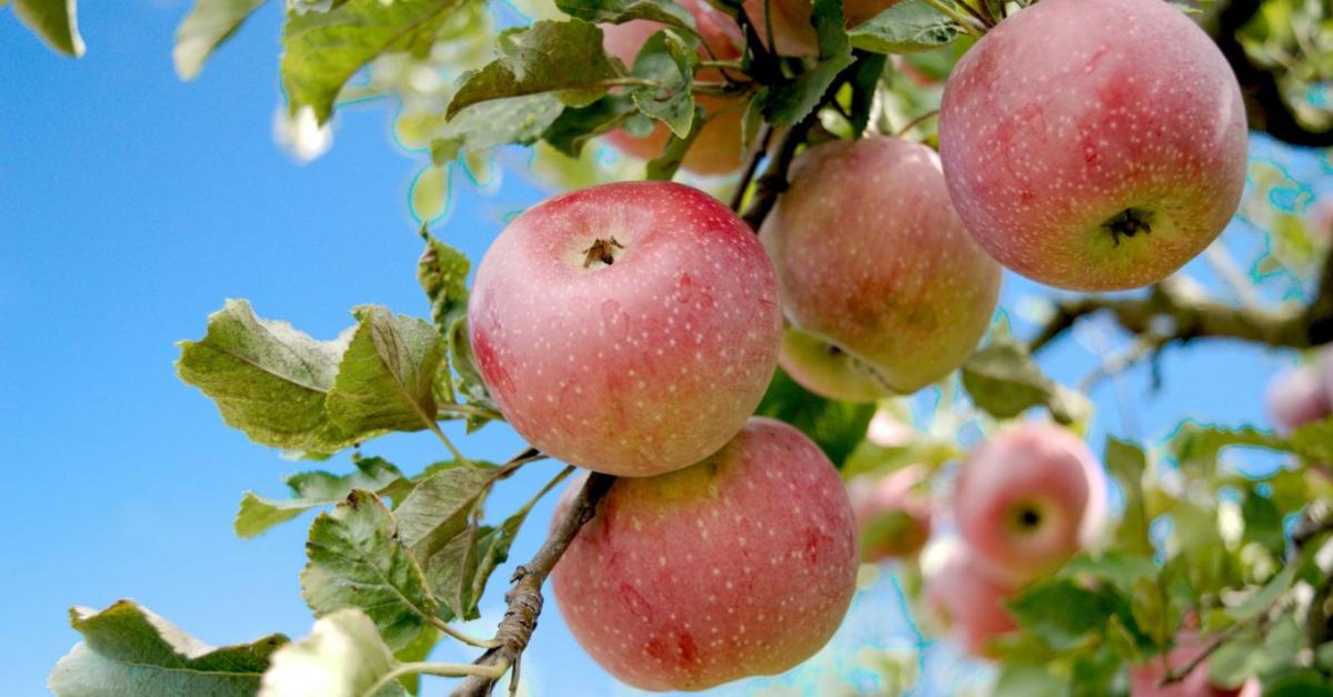 Súlyos veszteségek a gyümölcsösökben: a jégverés az almát sújtotta leginkább