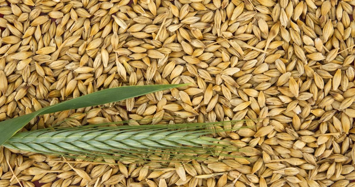 Erősödik a verseny az árpapiacon – A bolgároktól is félnünk kell?