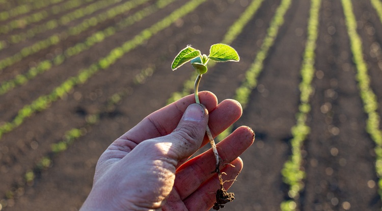 A szójatermesztés kritikus jövedelmezőségi szintet ért el A szójatermesztés kritikus jövedelmezőségi szintet ért el