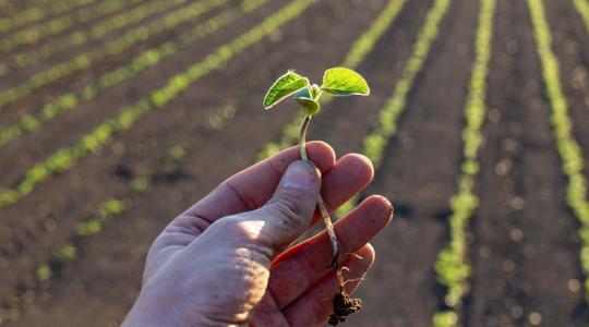 Sokak dilemmája: kritikus ponton a szója jövedelmezősége Sokak dilemmája: kritikus ponton a szója jövedelmezősége