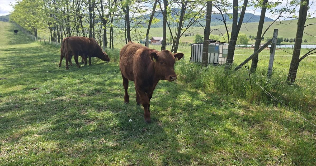 Csökkent a marhák és bárányok ára, de pánikra semmi ok Csökkent a marhák és bárányok ára, de pánikra semmi ok