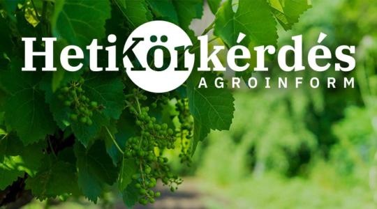 Sürgős beavatkozások szőlőben, gyümölcsösben – Heti Körkérdés Sürgős beavatkozások szőlőben, gyümölcsösben – Heti Körkérdés