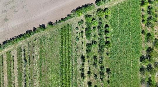 Gazdálkodás 300 mm csapadékkal, drága műtrágya nélkül: működik a magyar agrárerdészeti modell