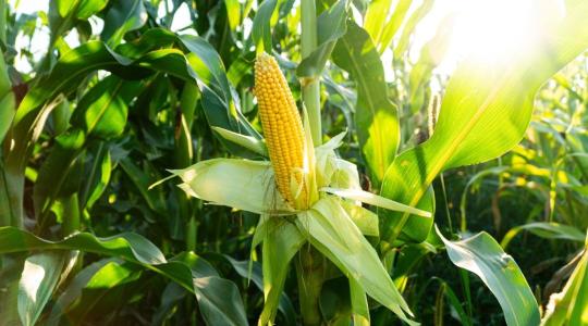 Két év múlva indul az új korszak? Stabilabb hozamot és kevesebb növényvédő szert ígér az európai NGT-fordulat