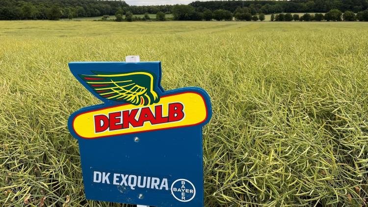 Egy kék színű, DEKALB márkájú tábla áll egy sárga repceföldön, háttérben erdővel és felhős éggel. Egy kék színű, DEKALB márkájú tábla áll egy sárga repceföldön, háttérben erdővel és felhős éggel.