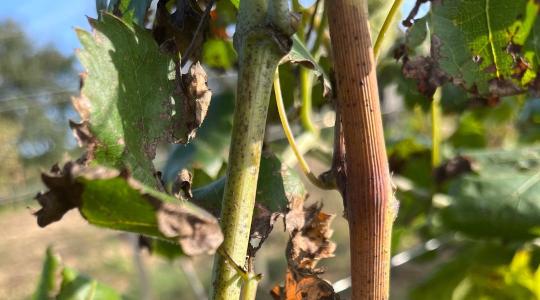 Szőlő aranyszínű sárgaság: a védekezés és megelőzés lehetőségei Szőlő aranyszínű sárgaság: a védekezés és megelőzés lehetőségei