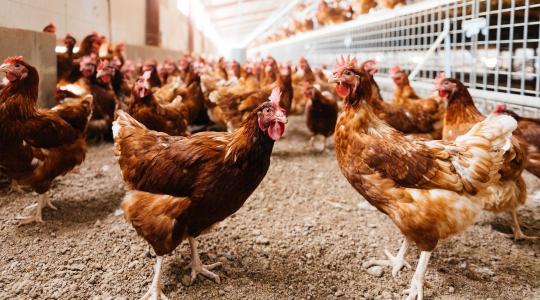 60 év után tért vissza a pusztító baromfikór 60 év után tért vissza a pusztító baromfikór