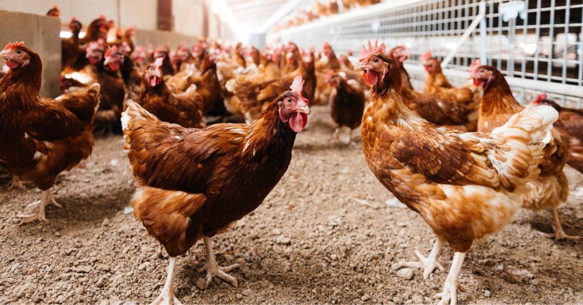 60 év után tért vissza a pusztító baromfikór 60 év után tért vissza a pusztító baromfikór