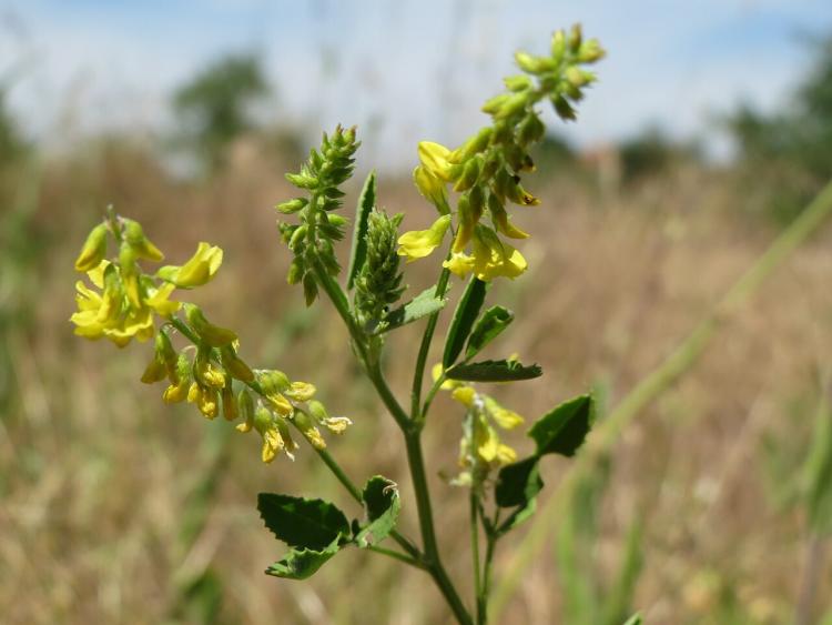 Orvosi somkóró (Melilotus officinalis) Orvosi somkóró (Melilotus officinalis)