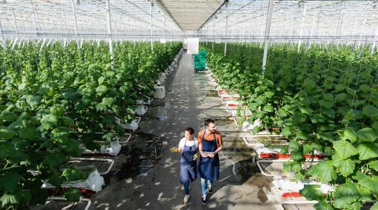 Már 50 országban várják a magyar agrártermékeket: új külpiaci kapuk nyíltak meg a gazdák előtt