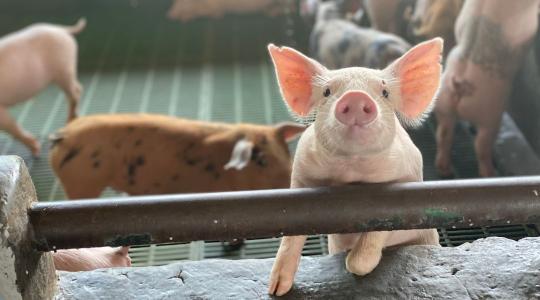 30 százalékkal drágább műtrágya, 1,5 euróra zuhanó sertésár: kritikus ponthoz értek az európai gazdaságok