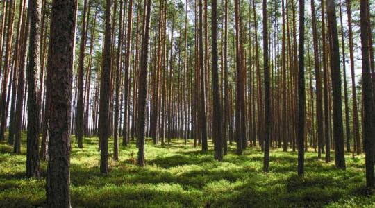Eltűnnek az idős erdők? Figyelmeztetnek a kutatók Eltűnnek az idős erdők? Figyelmeztetnek a kutatók