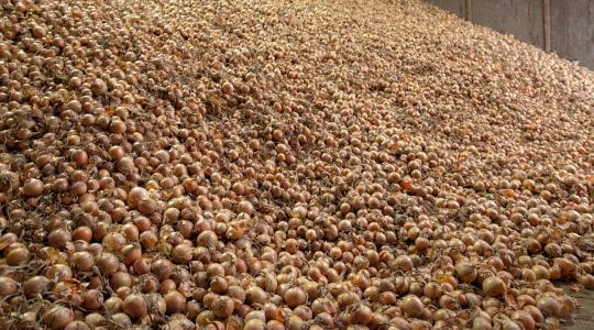 Szomorú: a nagy hagymákat is nehéz eladni Szomorú: a nagy hagymákat is nehéz eladni