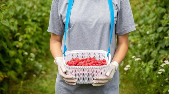Szedd magad és termelői málna: most van a szezonja, ilyen árakra számíts Szedd magad és termelői málna: most van a szezonja, ilyen árakra számíts