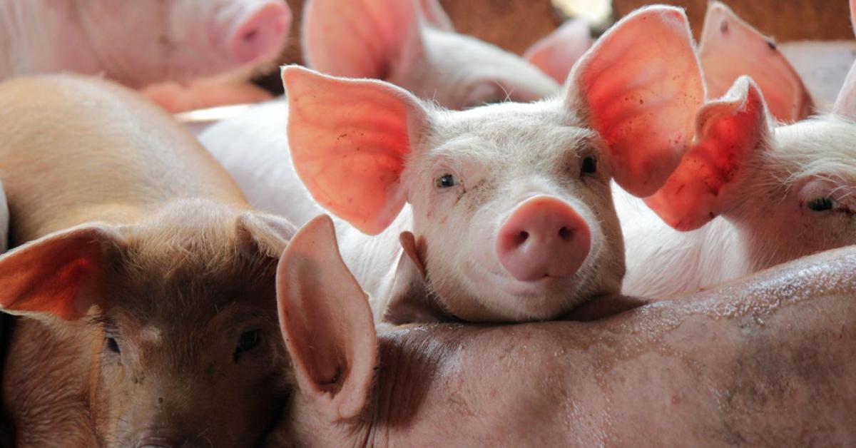 Mi lesz a támogatásokkal 2027 után? Ezen áll vagy bukik a kisebb gazdaságok likviditása Mi lesz a támogatásokkal 2027 után? Ezen áll vagy bukik a kisebb gazdaságok likviditása