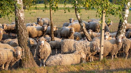 Meglepő helyen hasznosítanák a birkagyapjút: a földekre kerülhet, de nem akárhogyan!