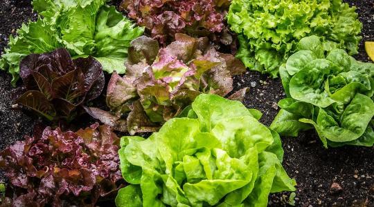 Nehéz helyzetben a salátatermelők