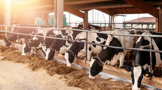 Digitális modell segíti a tejtermelés elemzését Digitális modell segíti a tejtermelés elemzését