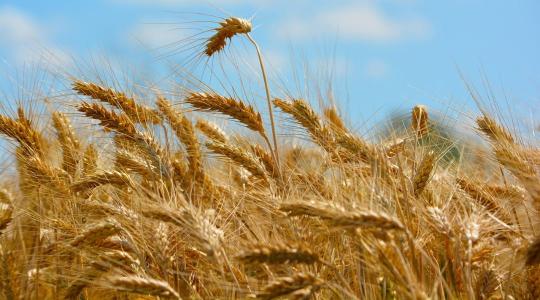 Növekvő termelés, bővülő készletek a világ gabonapiacán – Mi lesz így a hazai termelőkkel?