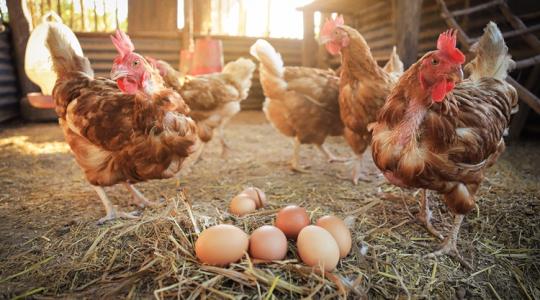 Baromfi állatjóléti támogatás: ezeket a határidőket nem szabad elmulasztani