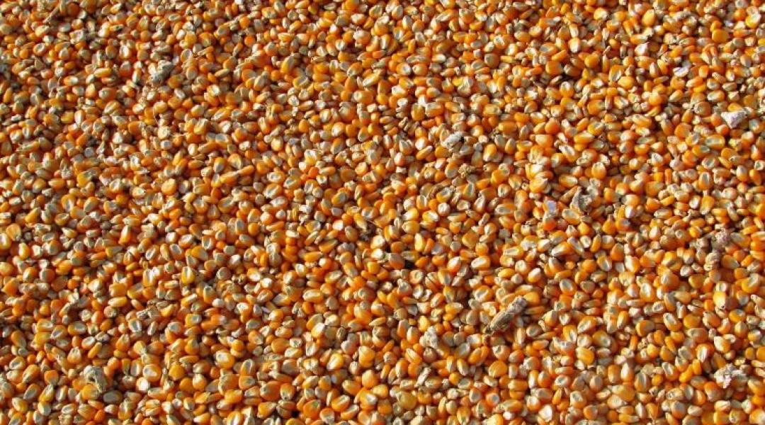 Erre vár mindenki: az USDA-jelentés megmozgathatja a kukorica és a szója piacát